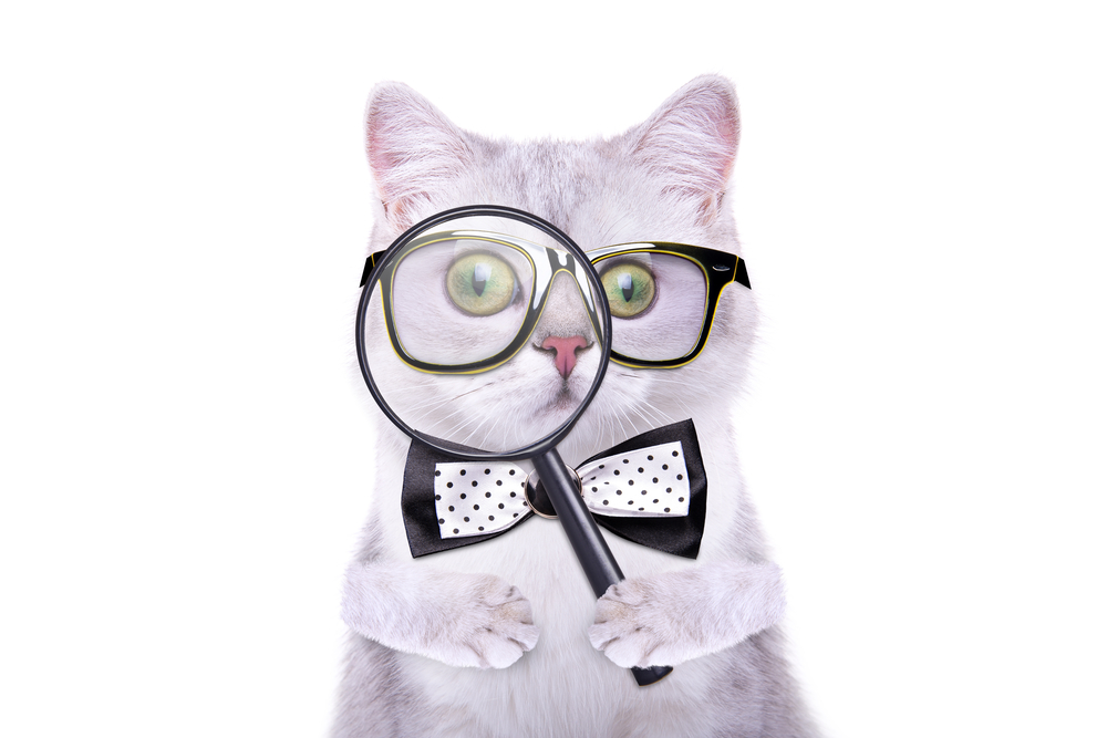 Smart,Handsome,Cat,With,A,Magnifying,Glass.,Funny,Animals.,Trendy